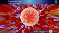 Календарь зачатия